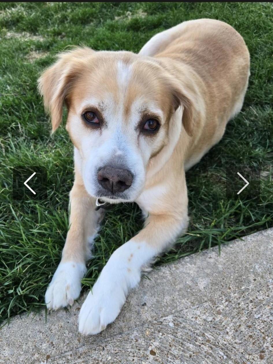 Rosie, a ADOPTABLE mixed breed in Pacific, MO image 2/2