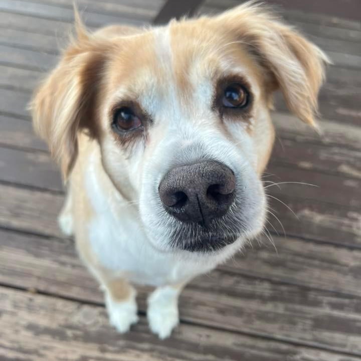 Rosie, a ADOPTABLE mixed breed in Pacific, MO image 1/2