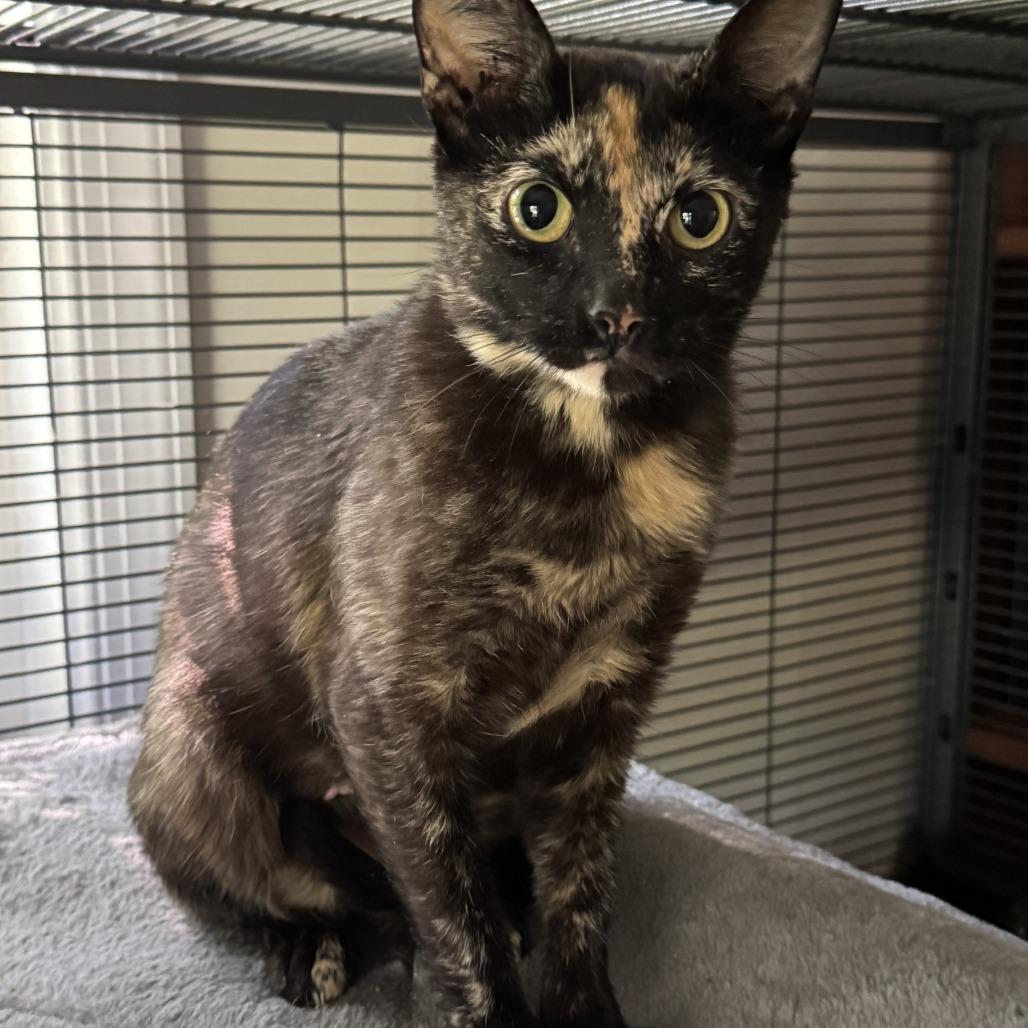 Enlarge Godiva, a Adoptable Domestic Short Hair in Richmond, VA image 1/6