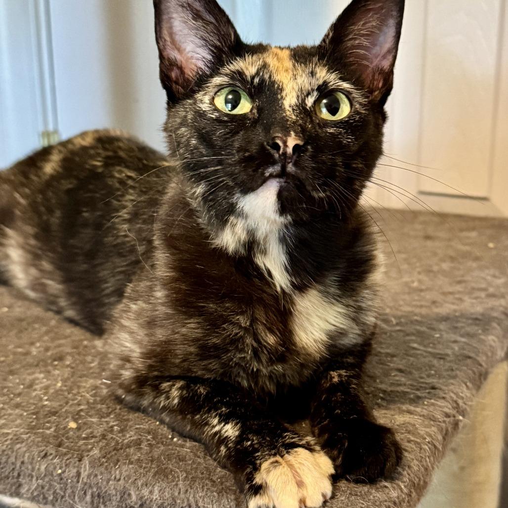 Enlarge Godiva, a Adoptable Domestic Short Hair in Richmond, VA image 2/6