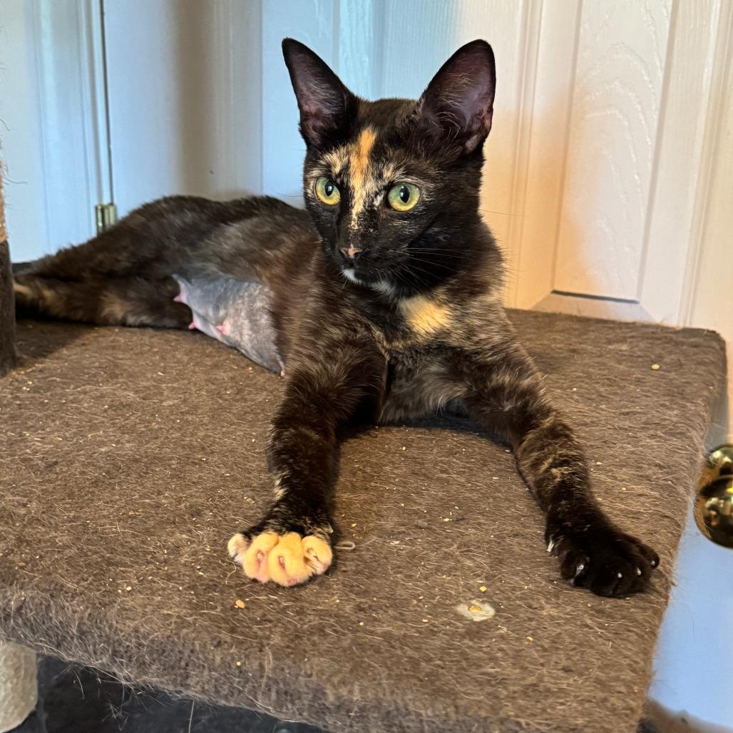 Enlarge Godiva, a Adoptable Domestic Short Hair in Richmond, VA image 3/6