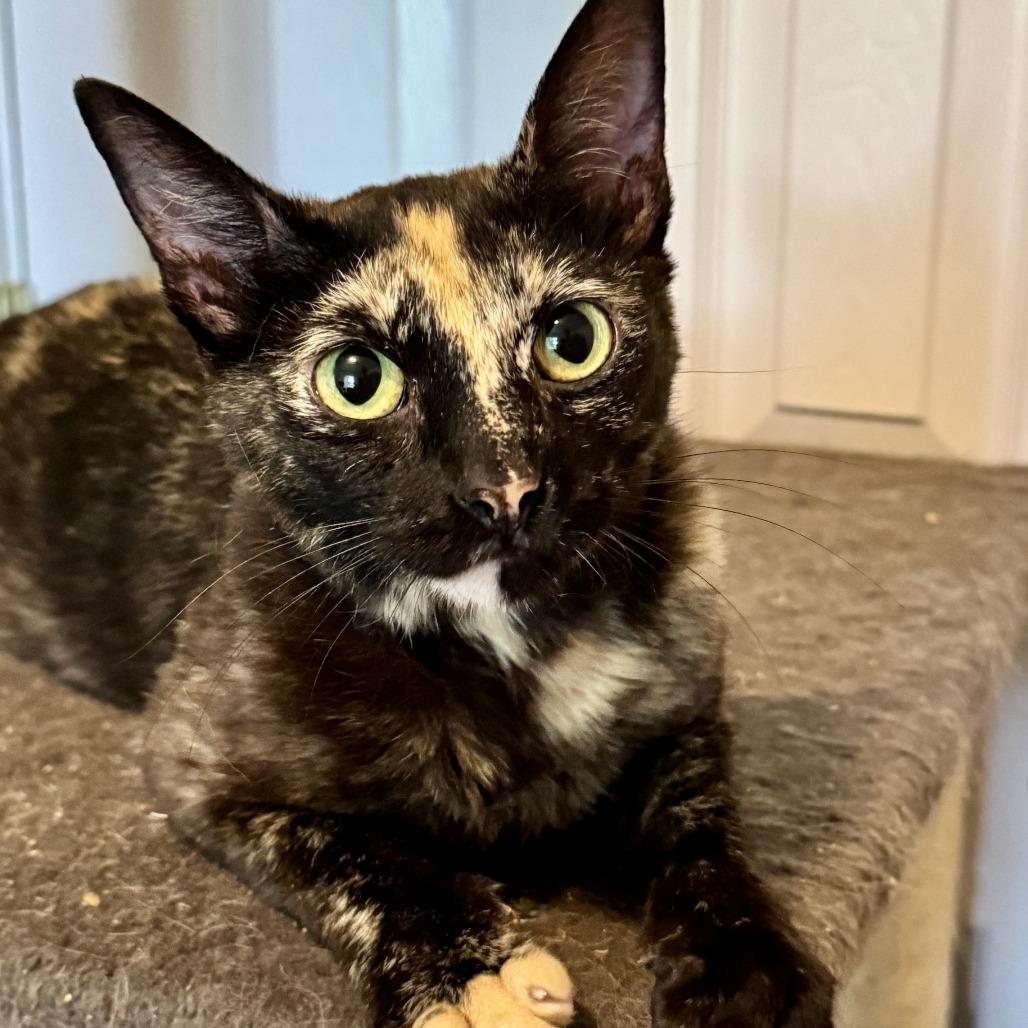 Enlarge Godiva, a Adoptable Domestic Short Hair in Richmond, VA image 4/6