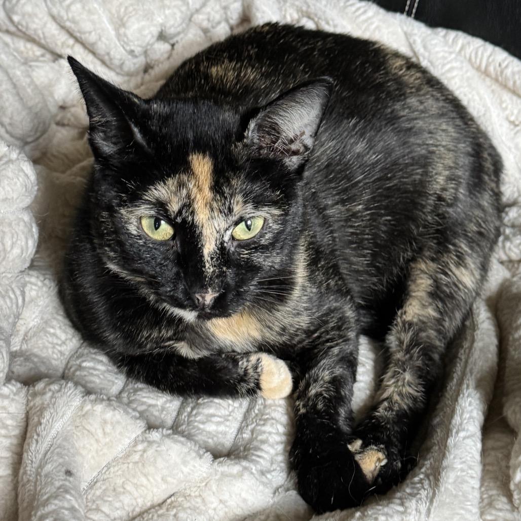 Enlarge Godiva, a Adoptable Domestic Short Hair in Richmond, VA image 5/6