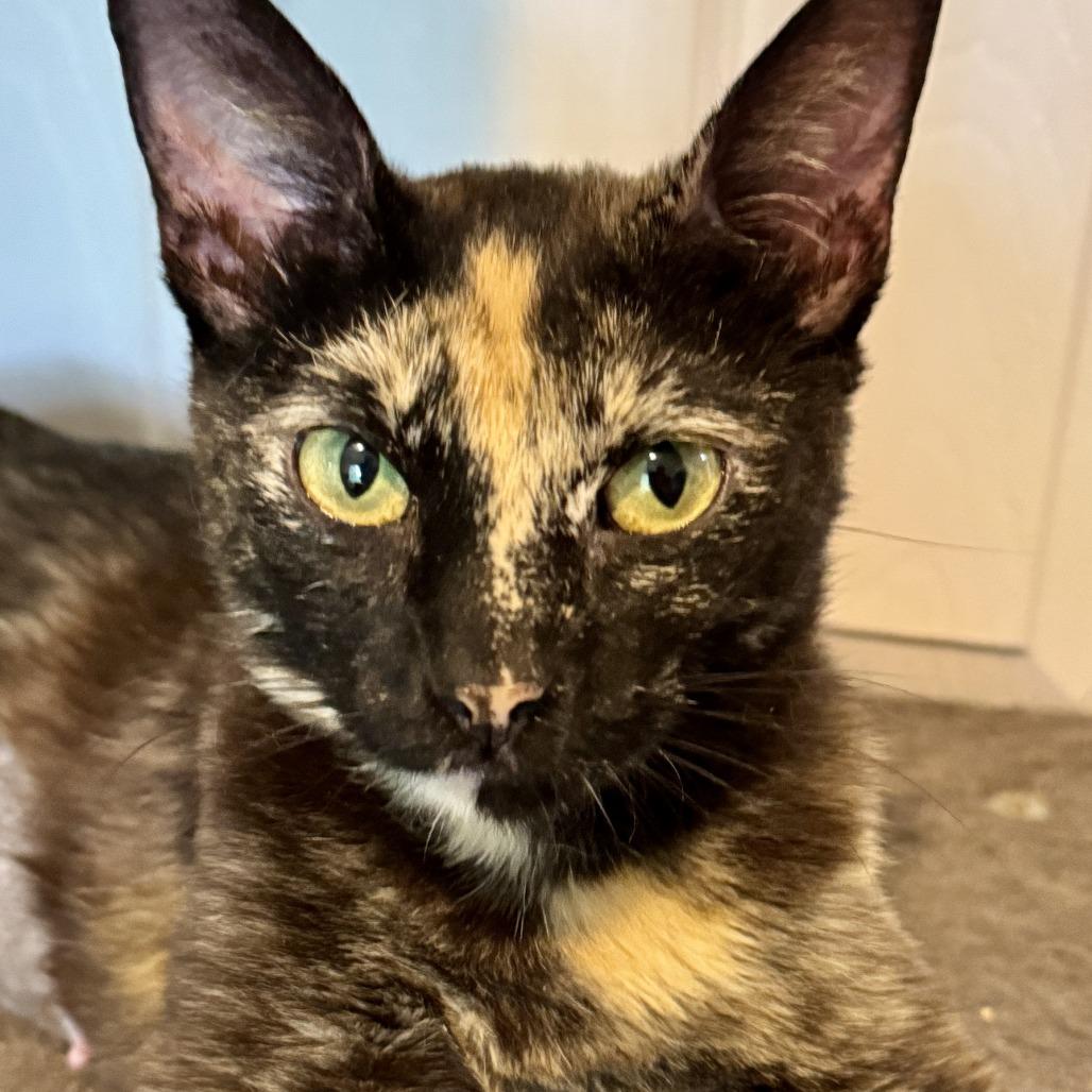 Enlarge Godiva, a Adoptable Domestic Short Hair in Richmond, VA image 6/6