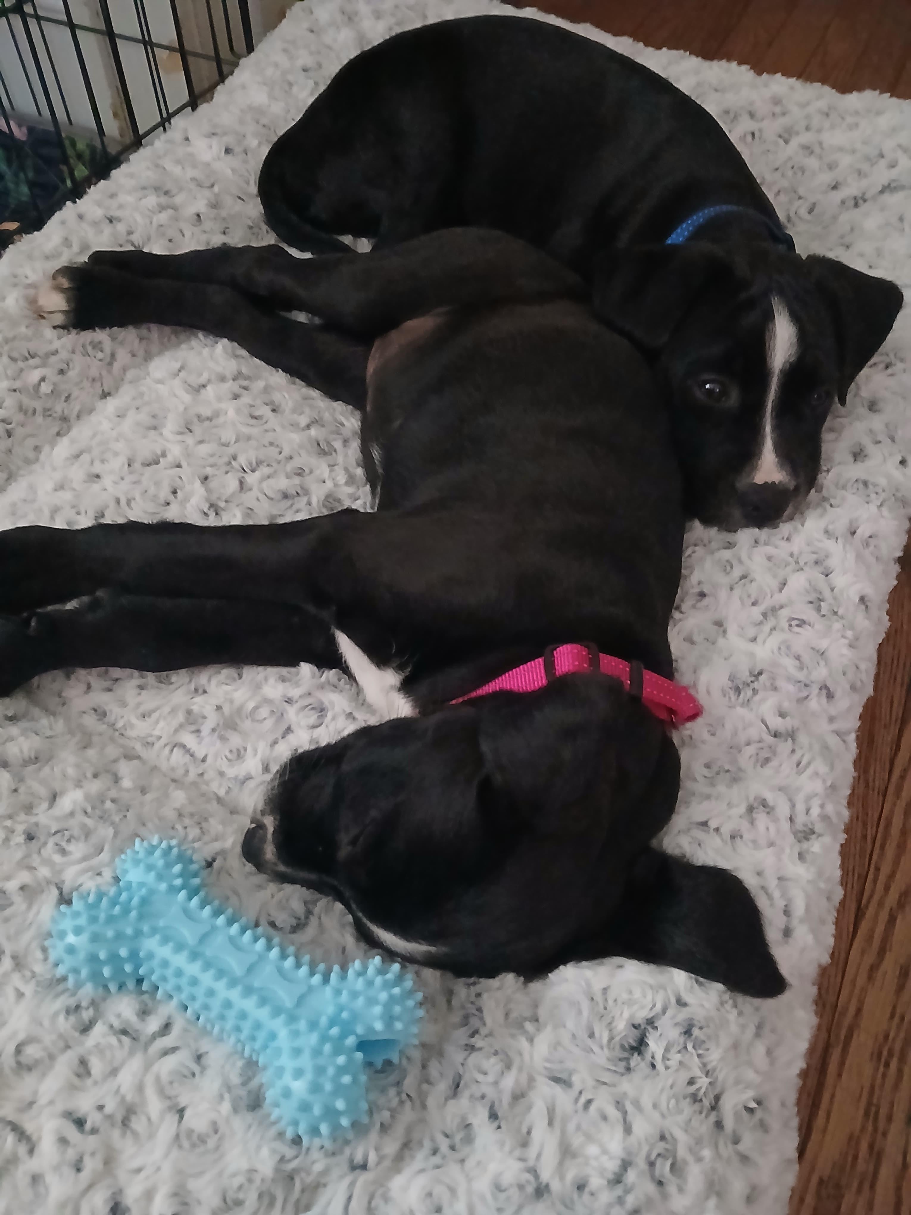 Barkley, an adopted mixed breed in Bensalem, PA image 3/3