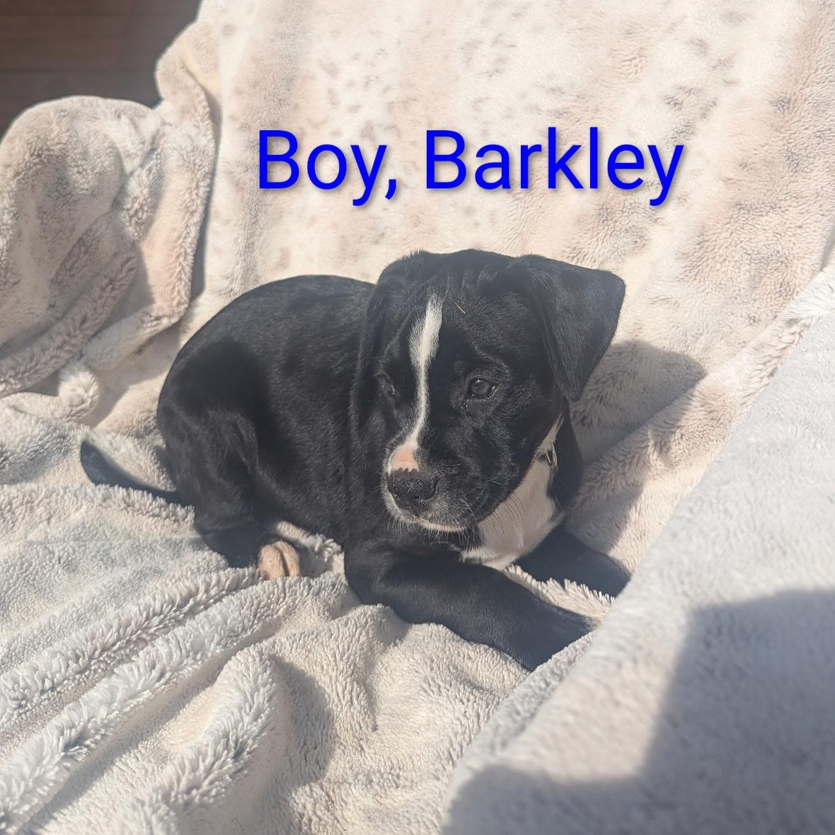 Barkley, adopted, Puppy Male Labrador Retriever.