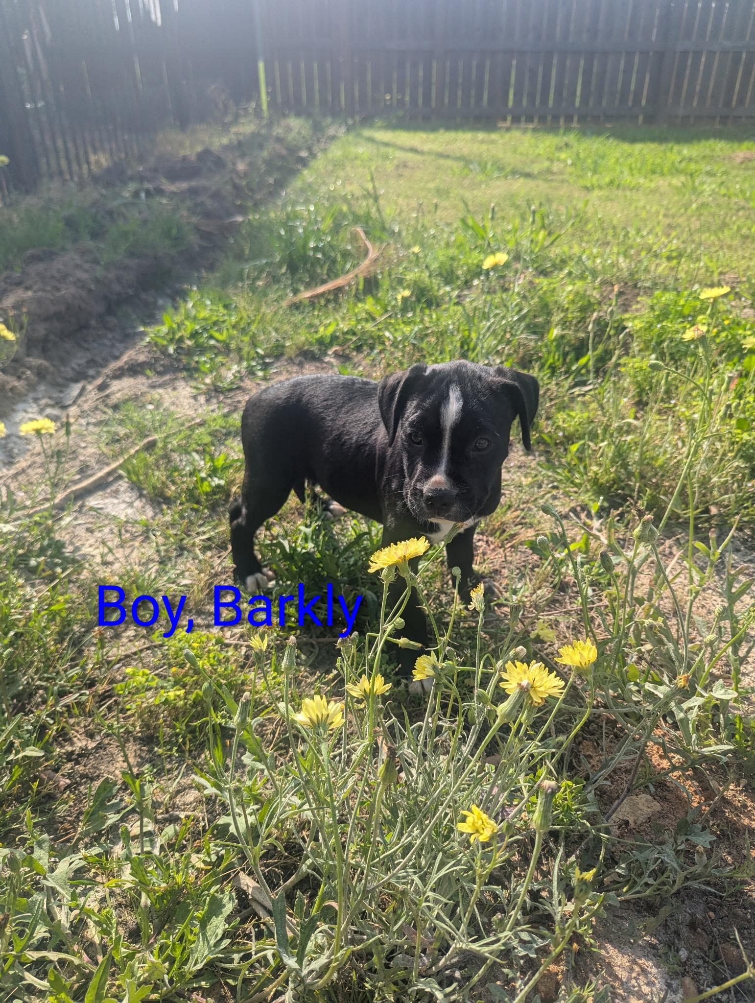 Barkley, an adopted mixed breed in Bensalem, PA image 2/3