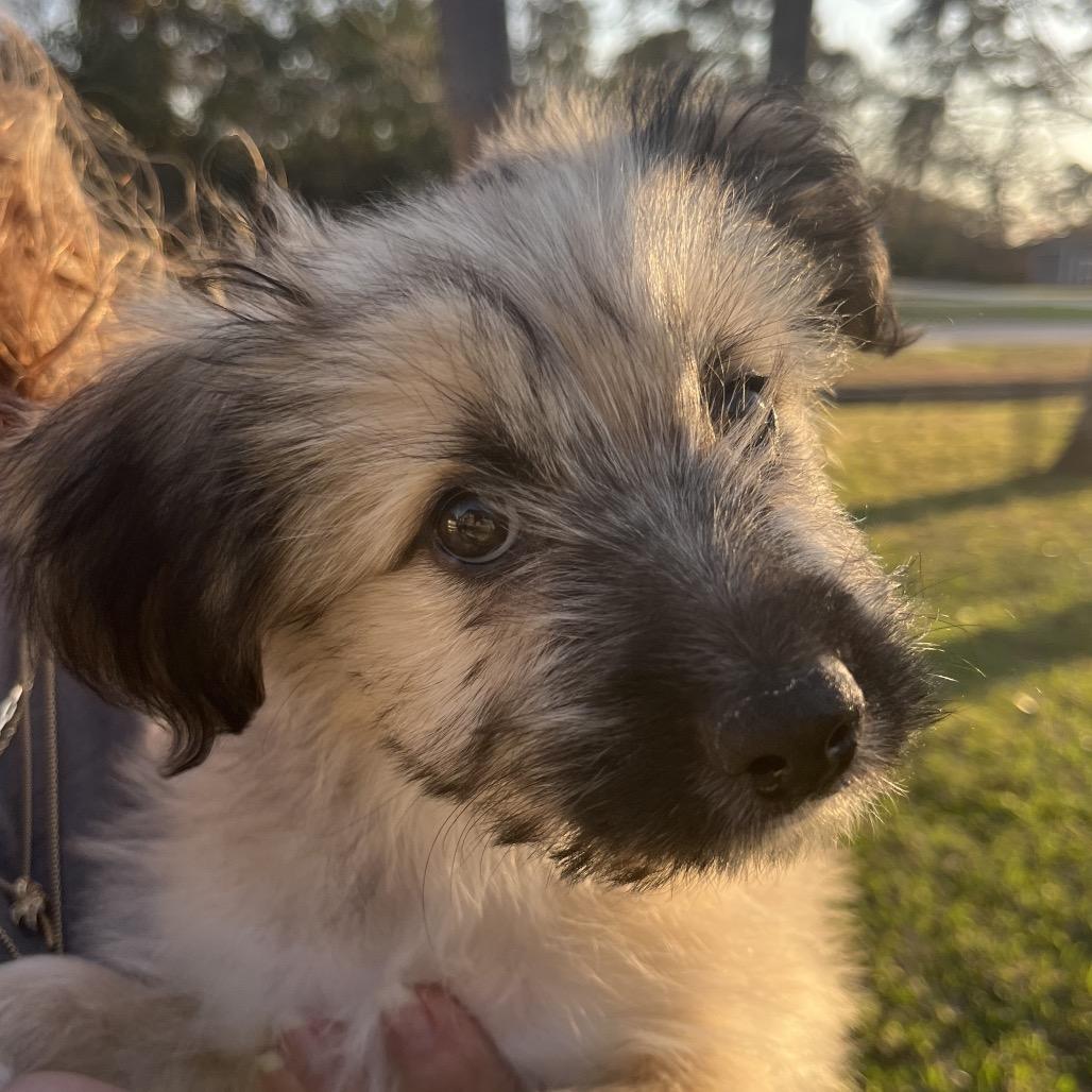 Kiara, Adoptable, Puppy Female Wheaten Terrier.