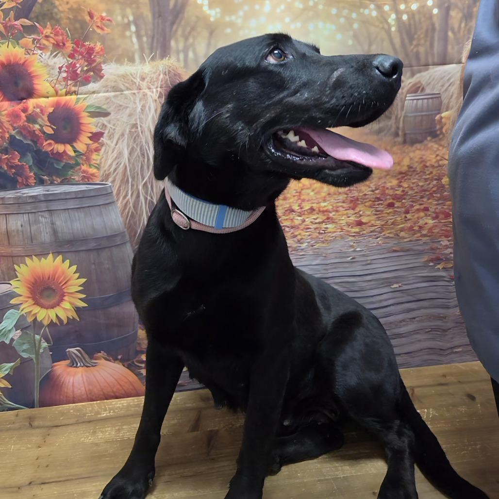 Enlarge Princess, a Adoptable mixed breed in Normal, IL image 1/4