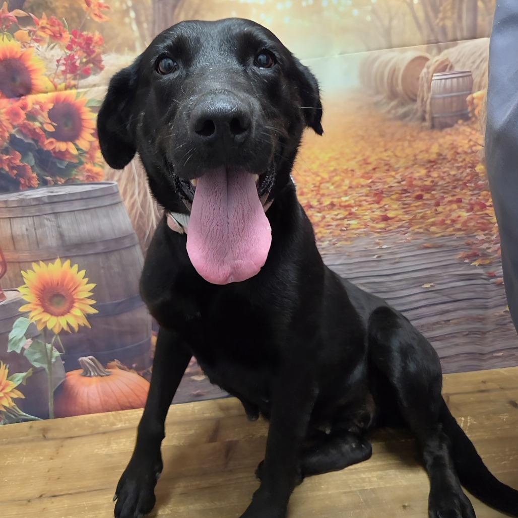 Enlarge Princess, a Adoptable mixed breed in Normal, IL image 2/4