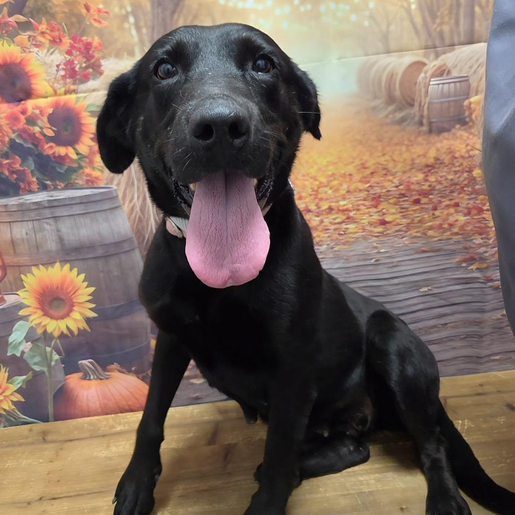 Enlarge Princess, a Adoptable mixed breed in Normal, IL image 3/4