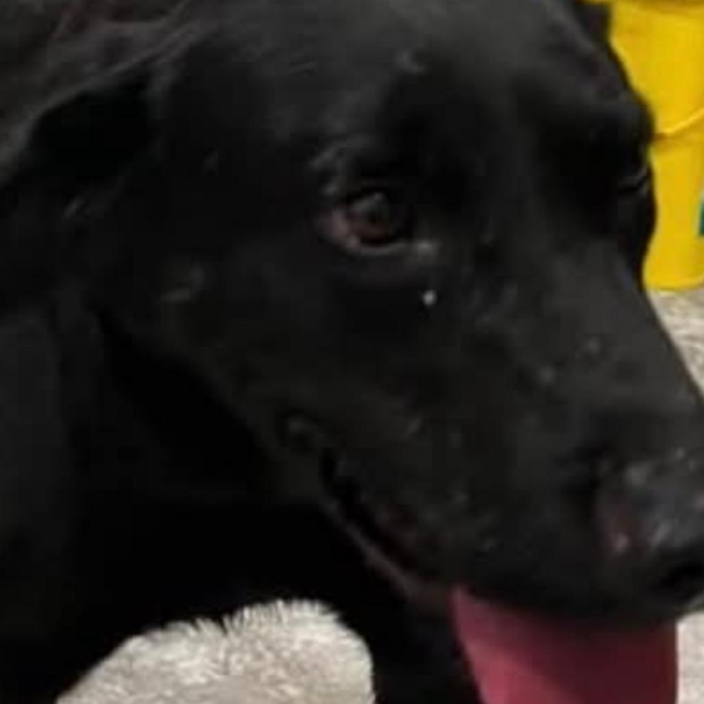 Enlarge Princess, a Adoptable mixed breed in Normal, IL image 4/4
