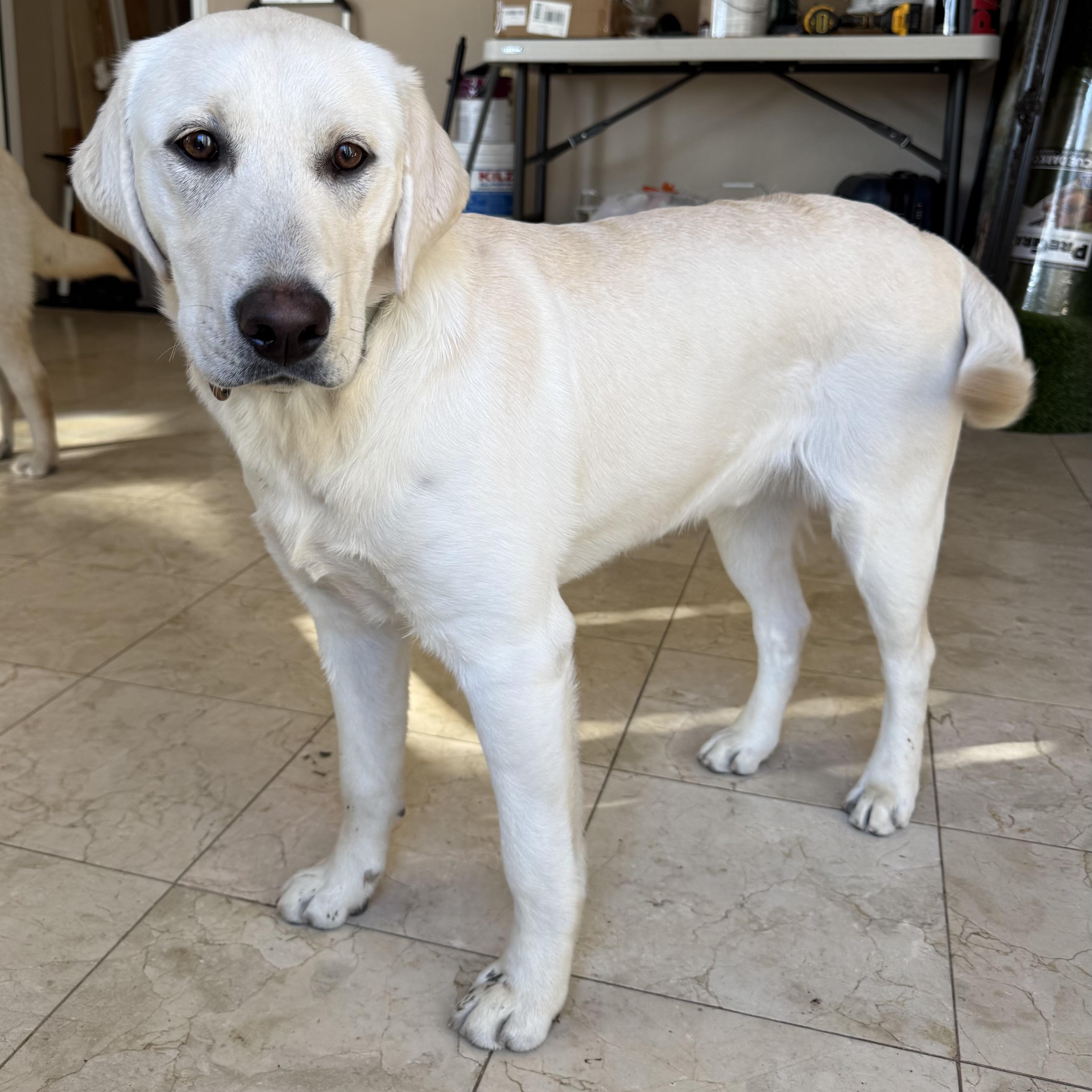 Skipper, an adopted Labrador Retriever in San Francisco, CA image 1/3