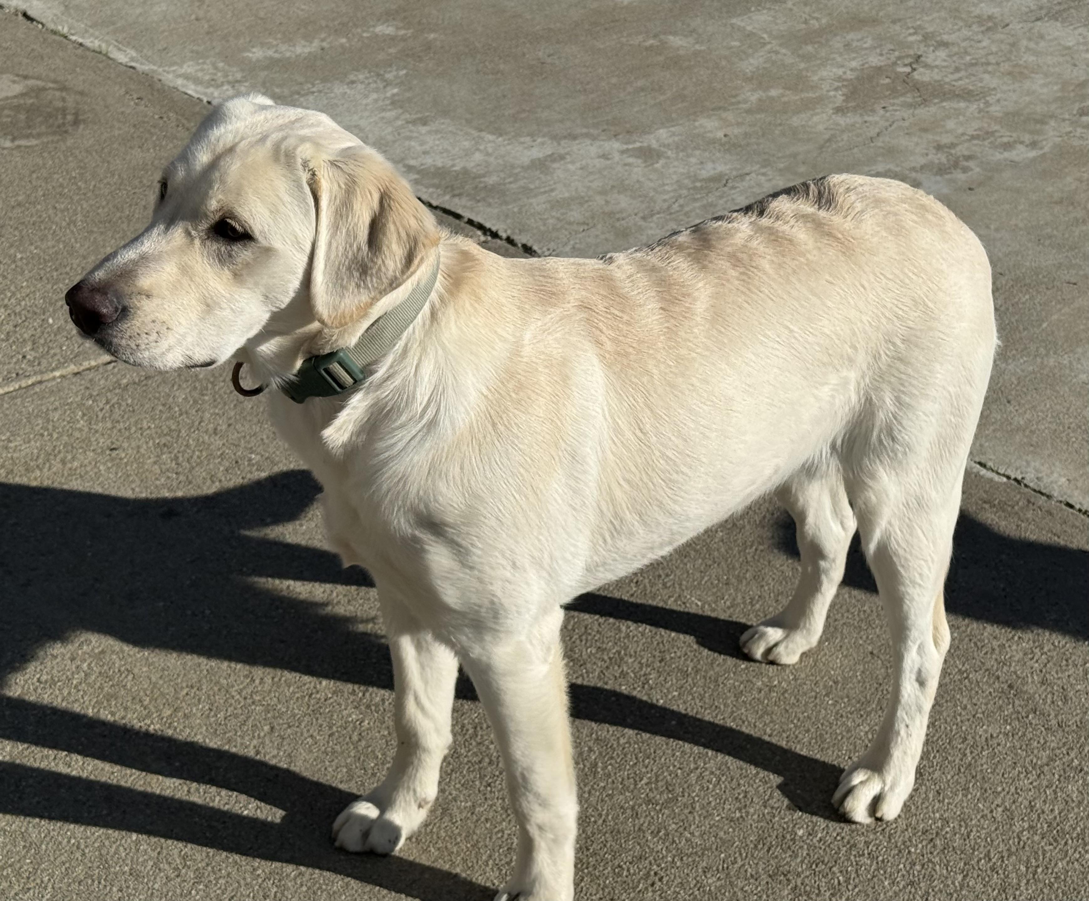 Skipper, an adopted Labrador Retriever in San Francisco, CA image 2/3