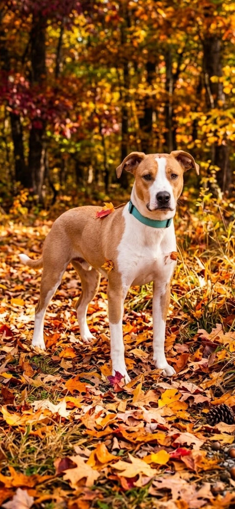 Enlarge Hubert, a Adoptable mixed breed in Shelbyville, KY image 2/3