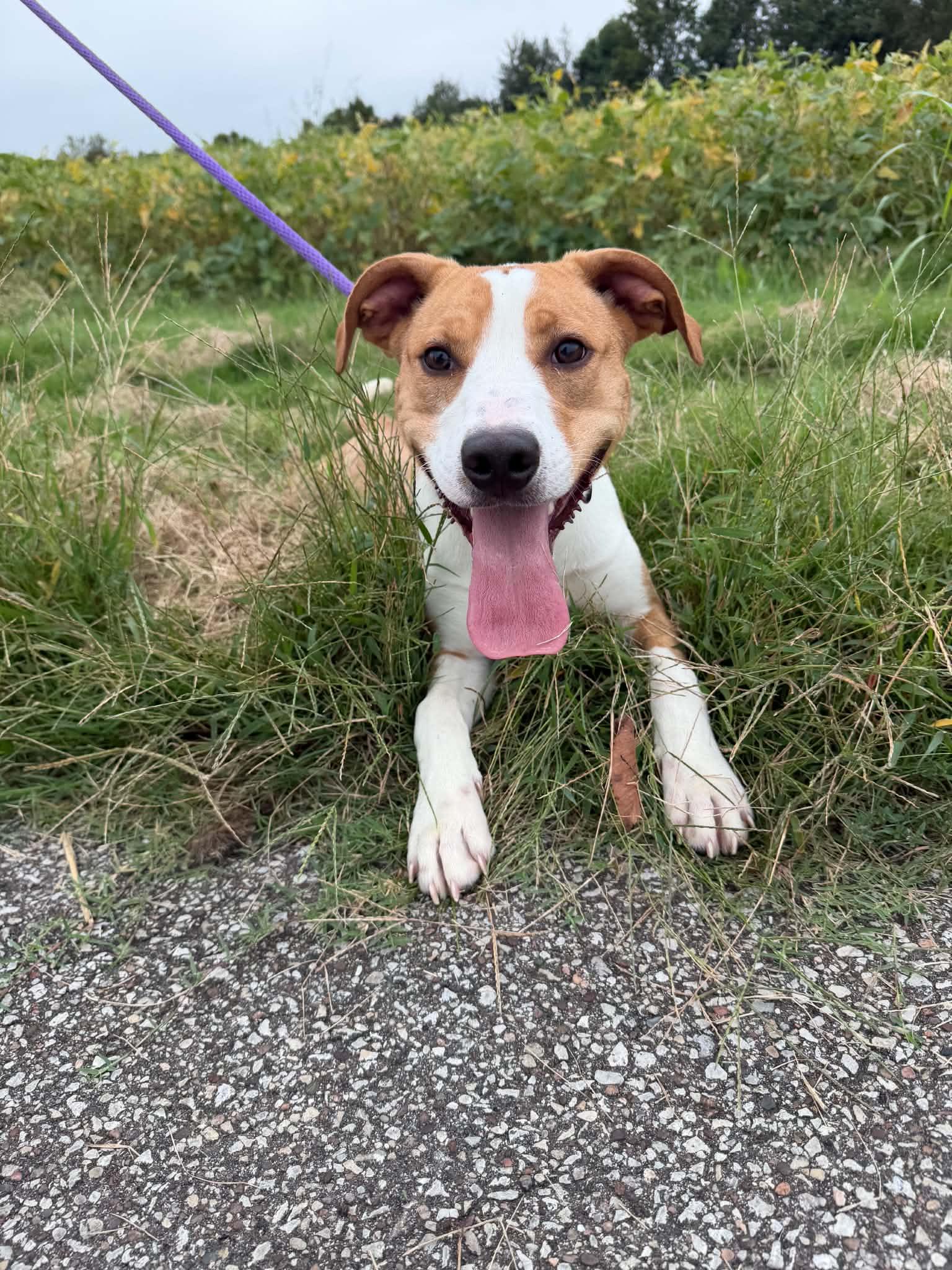 Hubert, Adoptable, Young Male Labrador Retriever.
