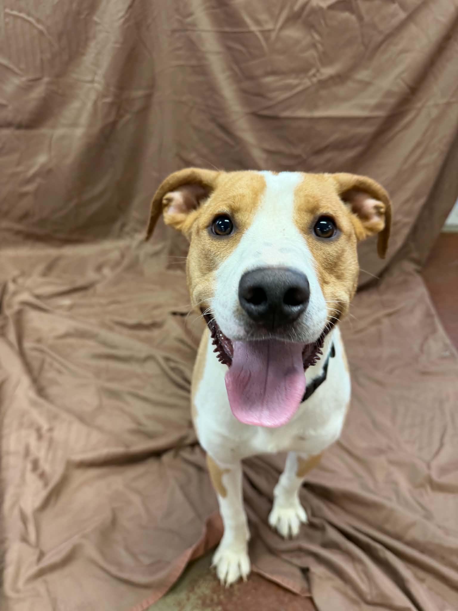 Enlarge Hubert, a Adoptable mixed breed in Shelbyville, KY image 3/3