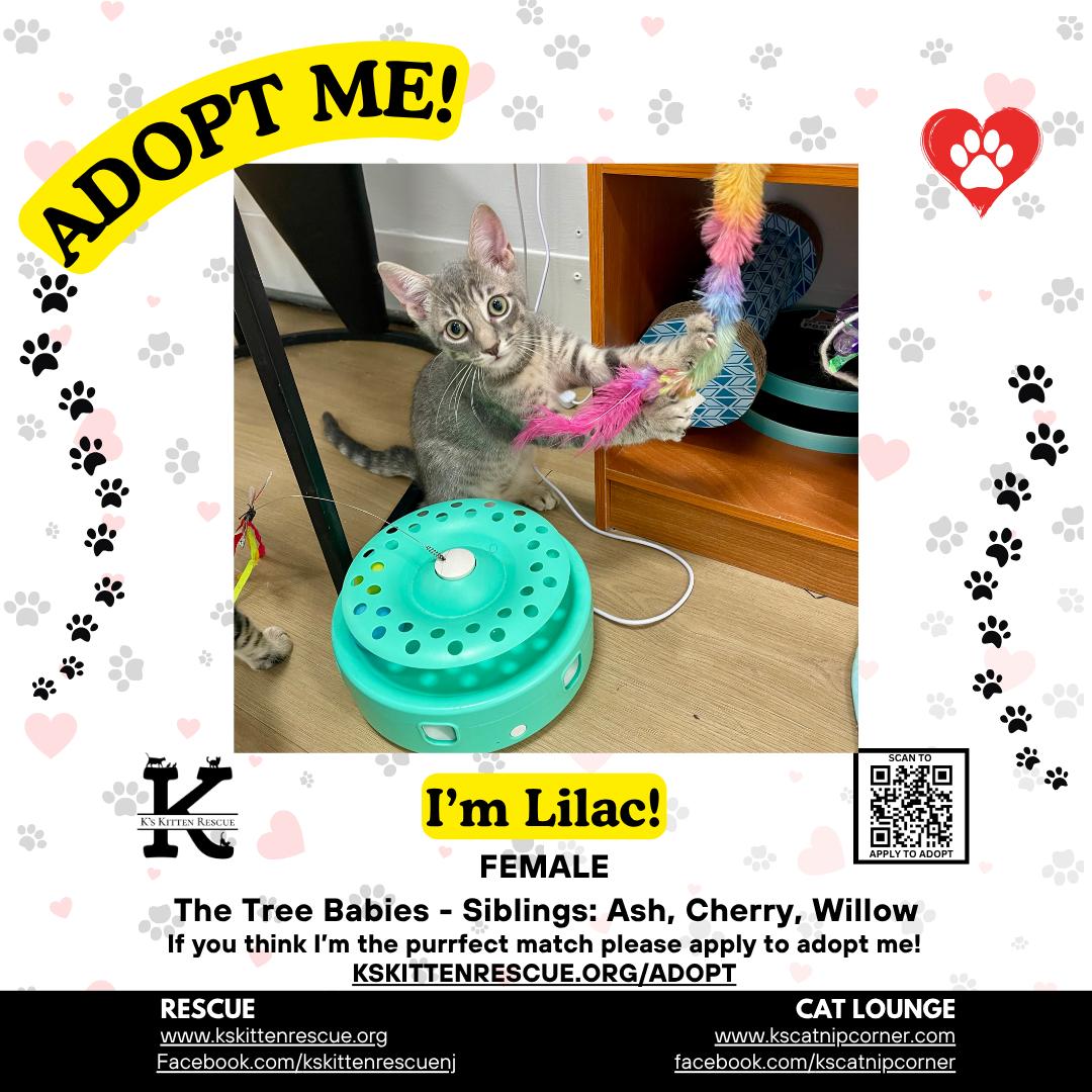 Enlarge Lilac, a Adopted Domestic Short Hair in Brick, NJ image 1/1