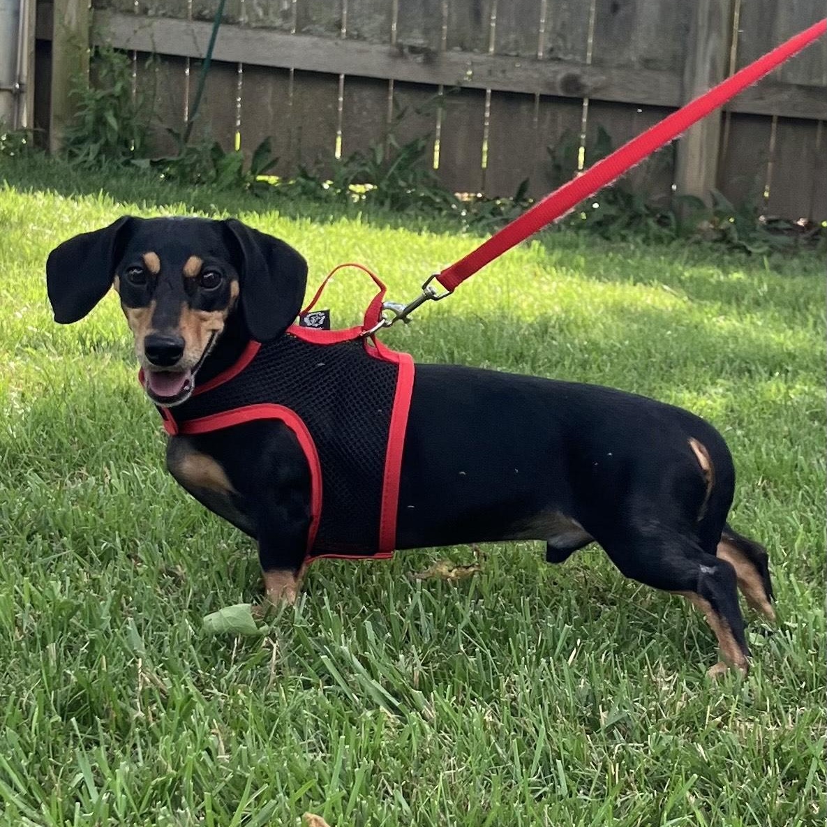 Boo, a Adoptable Dachshund in Lebanon, OH image 2/3