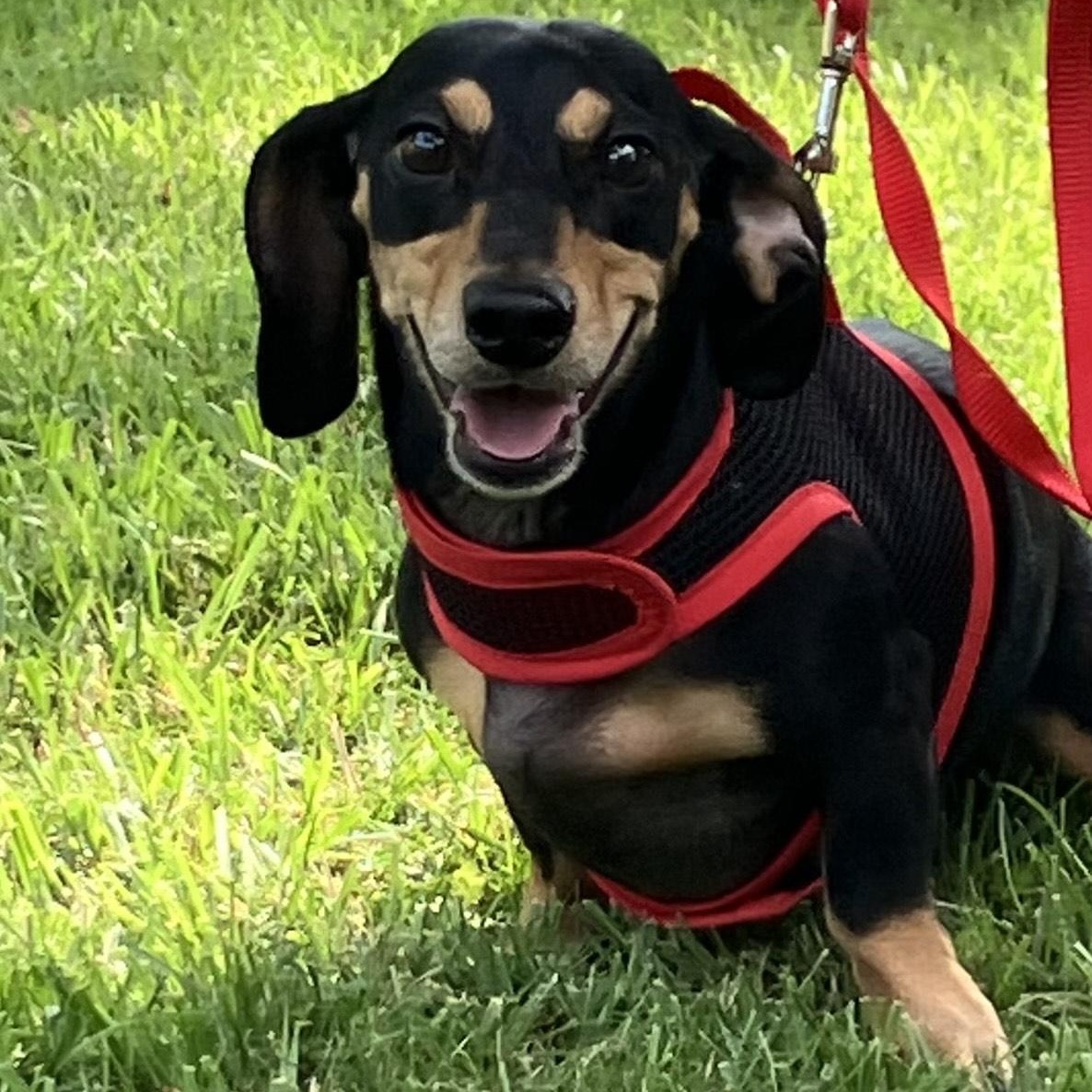 Boo, Adoptable, Adult Male Dachshund.