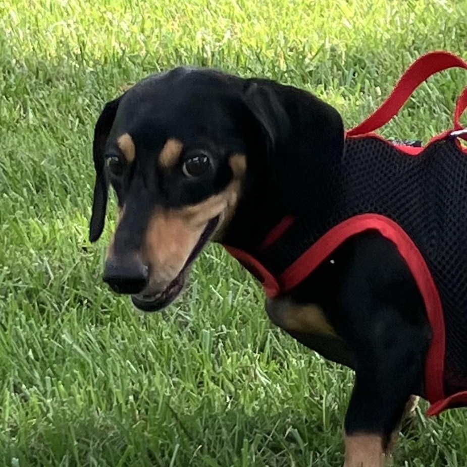 Boo, a Adoptable Dachshund in Lebanon, OH image 3/3