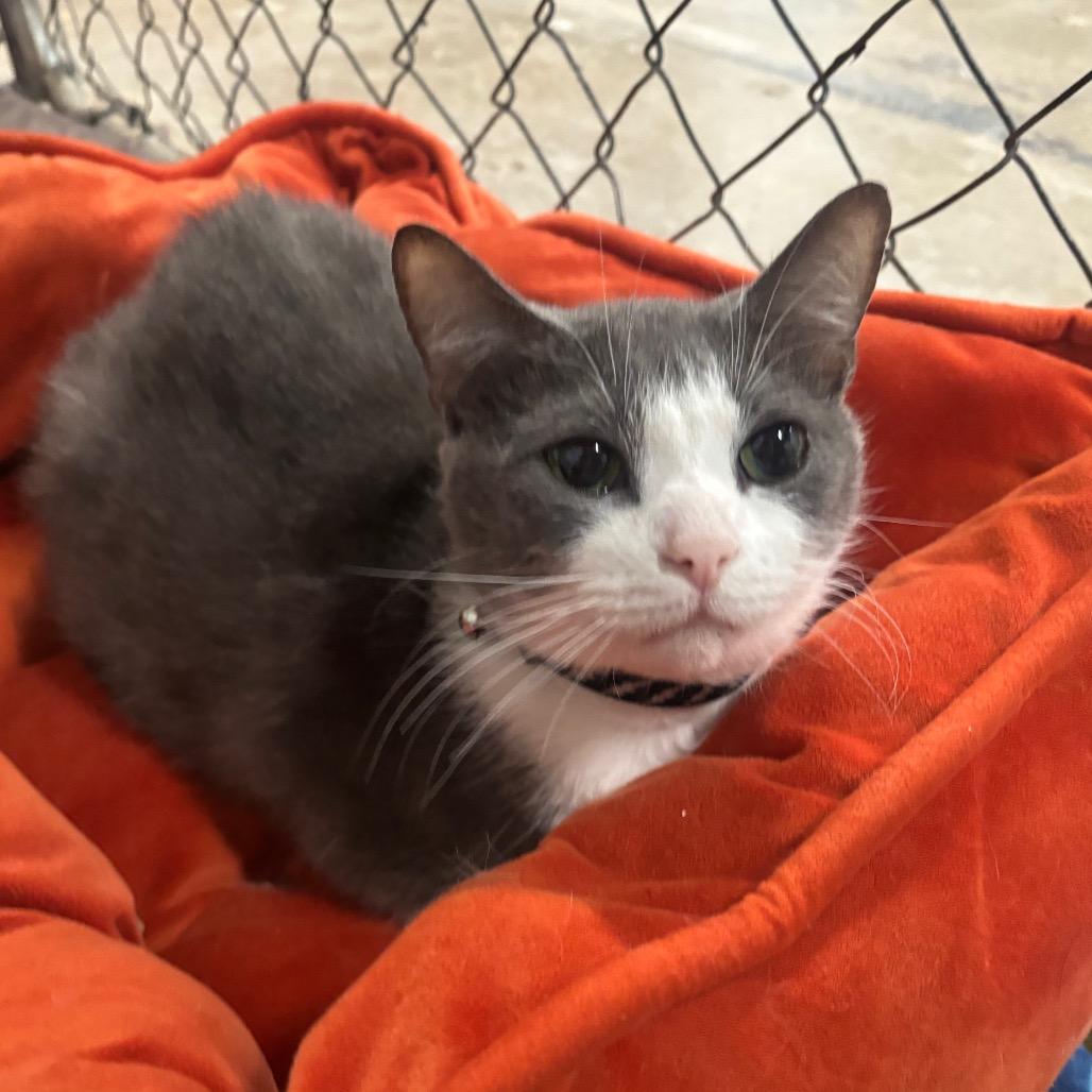 Enlarge Orion 2C26, a Adoptable Domestic Short Hair in Napoleon, OH image 1/4