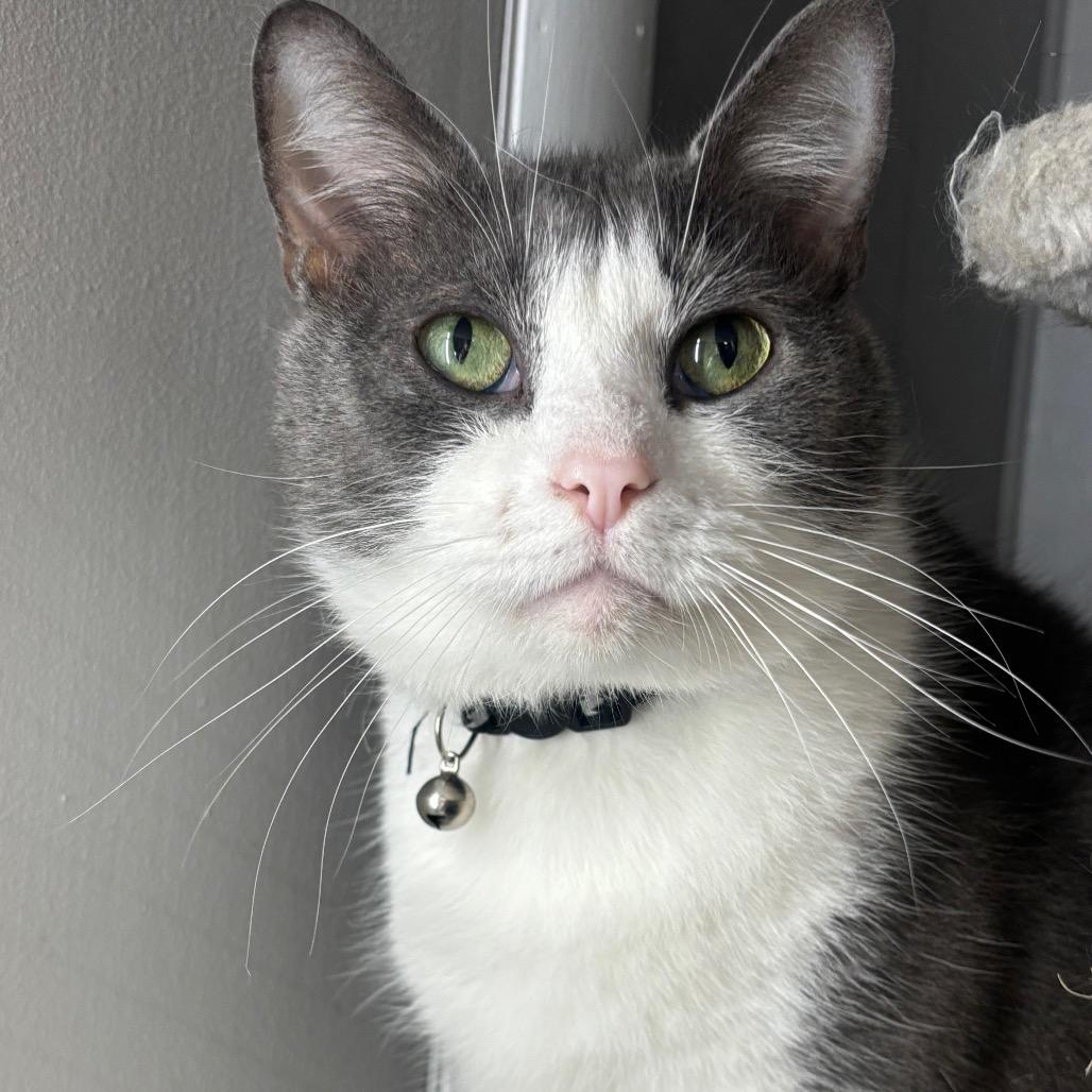 Enlarge Orion 2C26, a Adoptable Domestic Short Hair in Napoleon, OH image 2/6