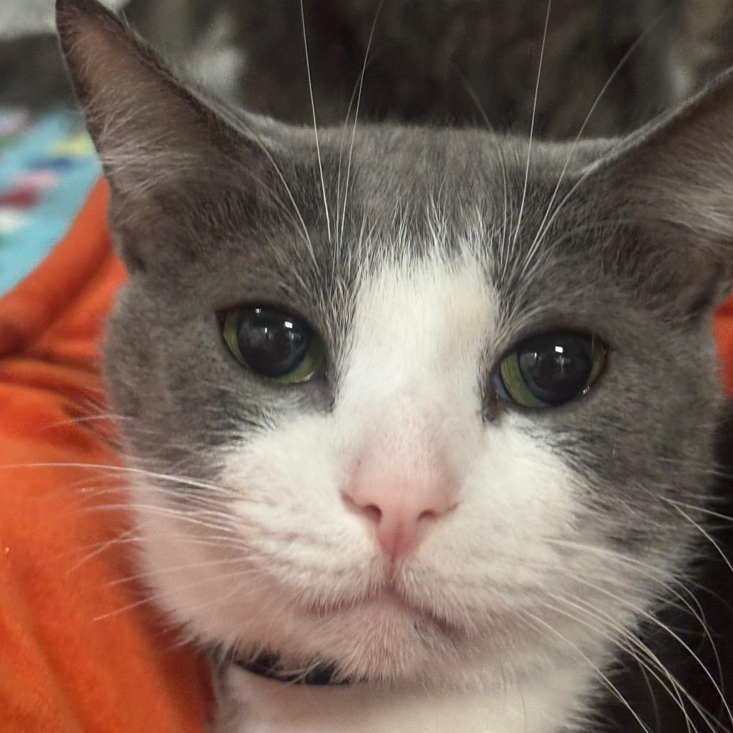 Enlarge Orion 2C26, a Adoptable Domestic Short Hair in Napoleon, OH image 2/4