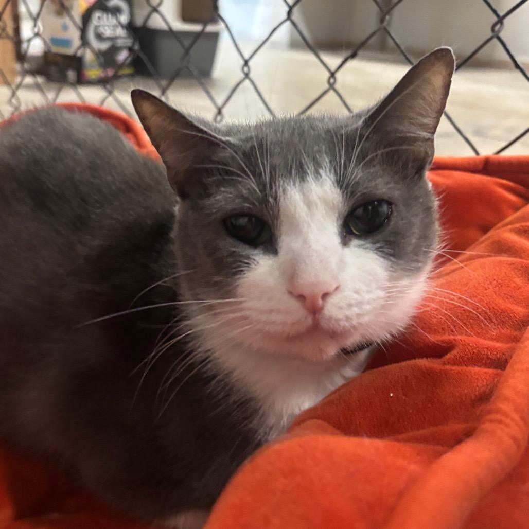 Enlarge Orion 2C26, a Adoptable Domestic Short Hair in Napoleon, OH image 3/4