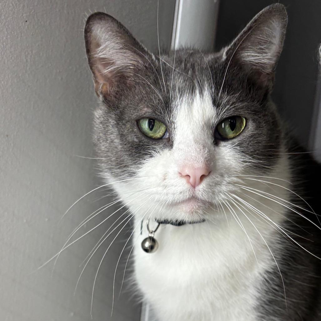 Enlarge Orion 2C26, a Adoptable Domestic Short Hair in Napoleon, OH image 5/6