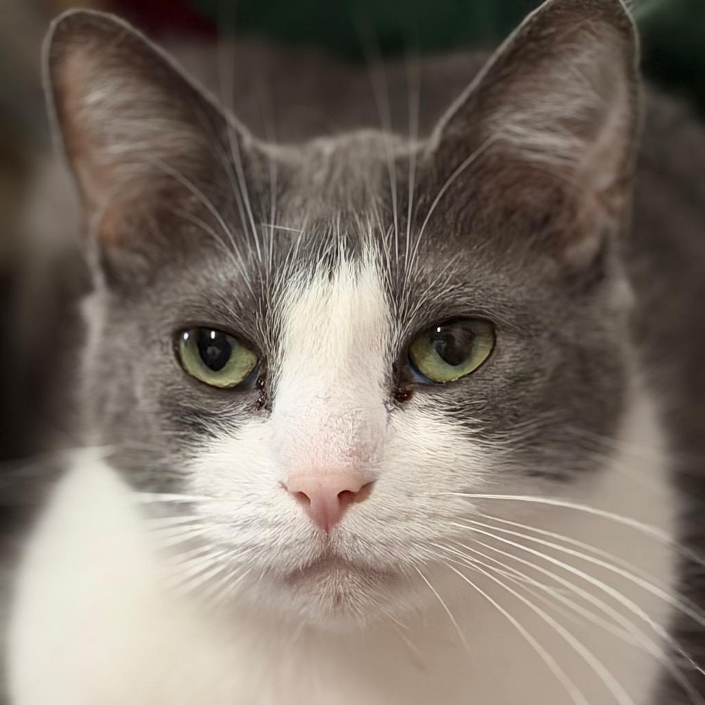 Enlarge Orion 2C26, a Adoptable Domestic Short Hair in Napoleon, OH image 5/6