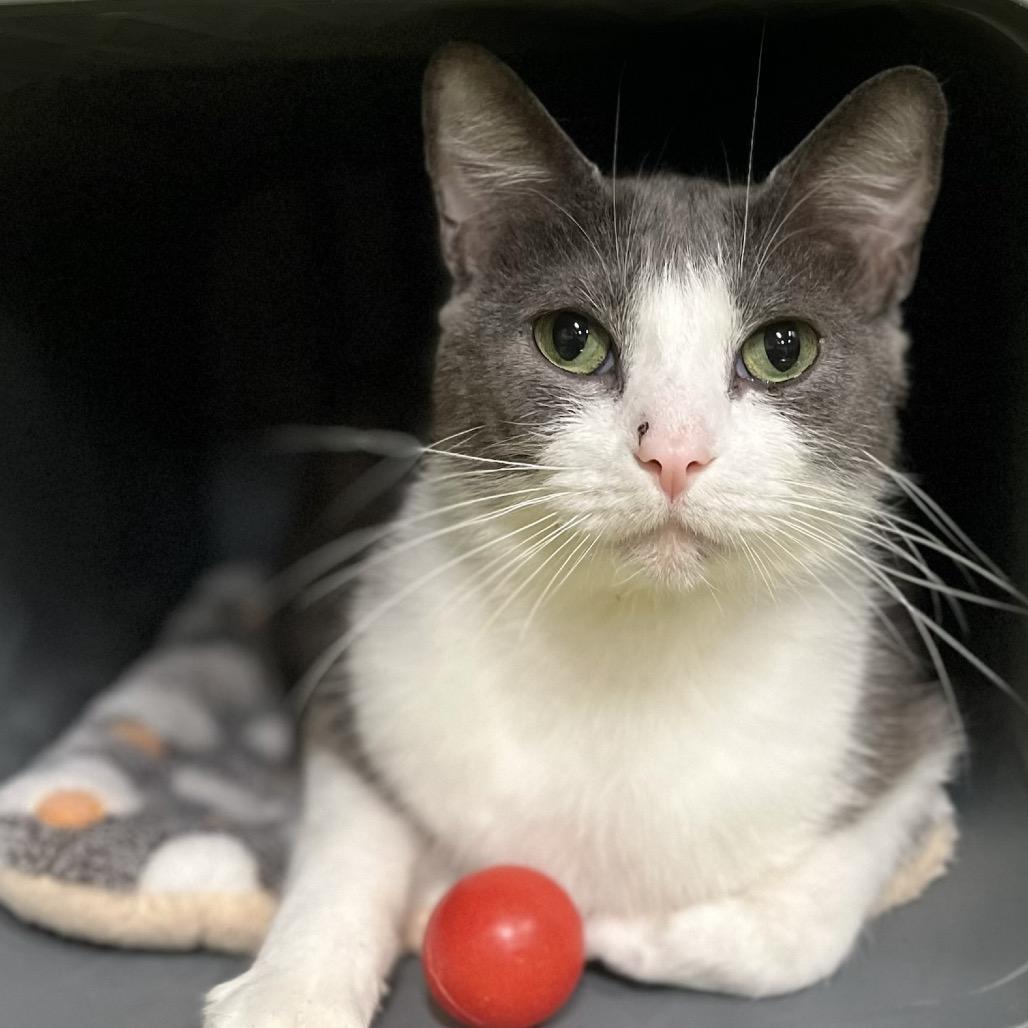 Enlarge Orion 2C26, a Adoptable Domestic Short Hair in Napoleon, OH image 4/4