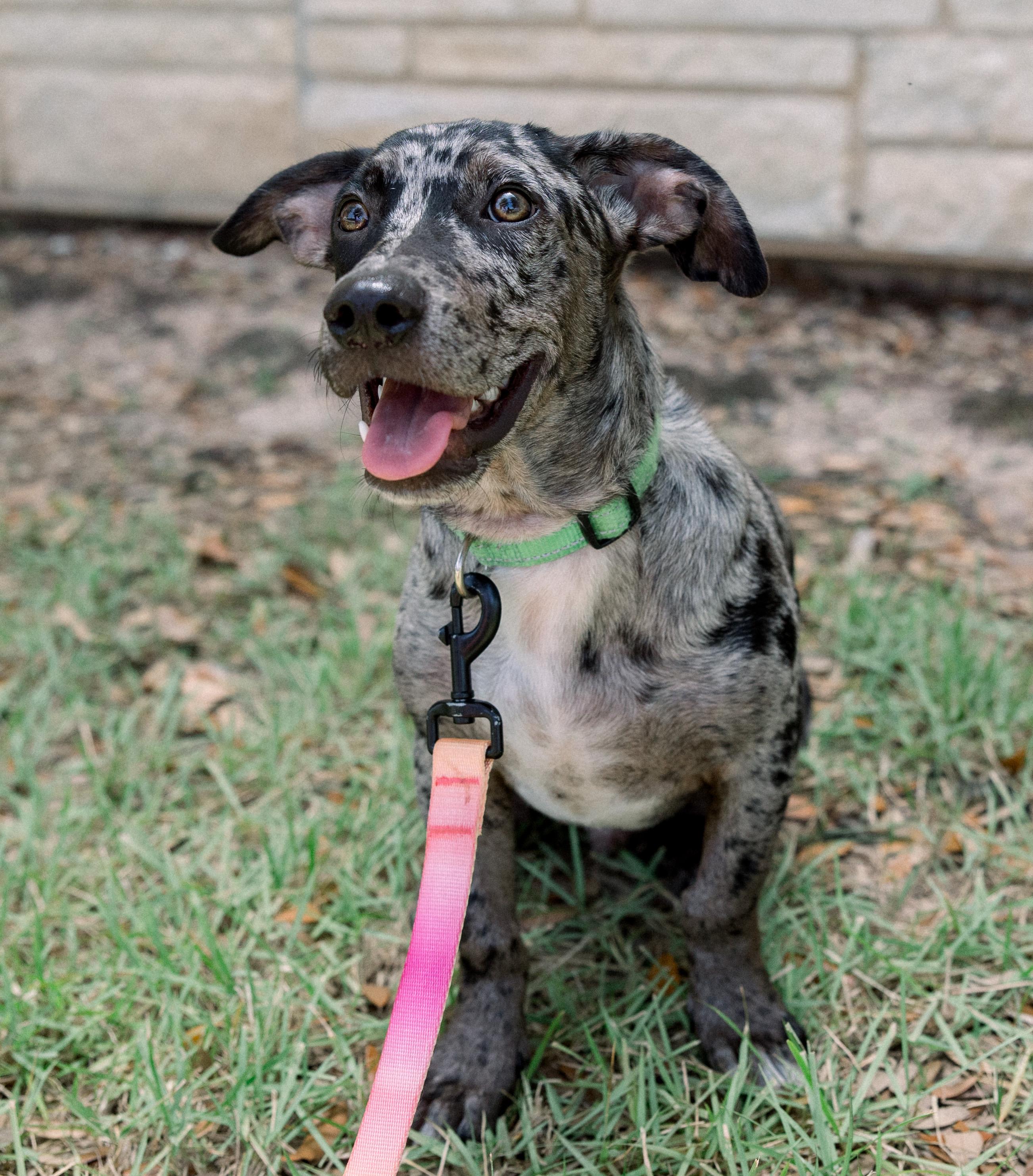 Ryder, an adopted mixed breed in Bryan, TX image 2/4