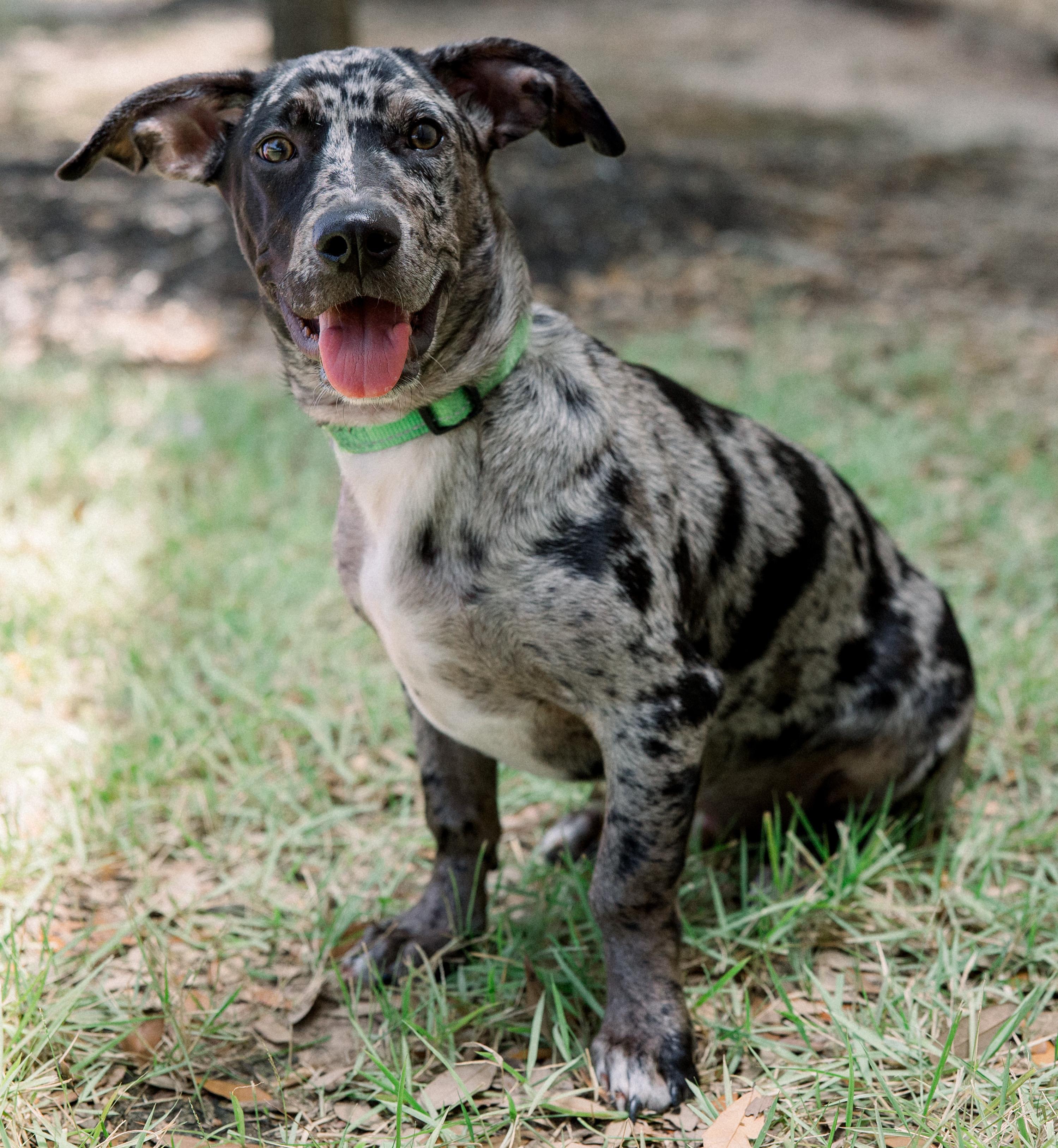 Ryder, an adopted mixed breed in Bryan, TX image 3/4