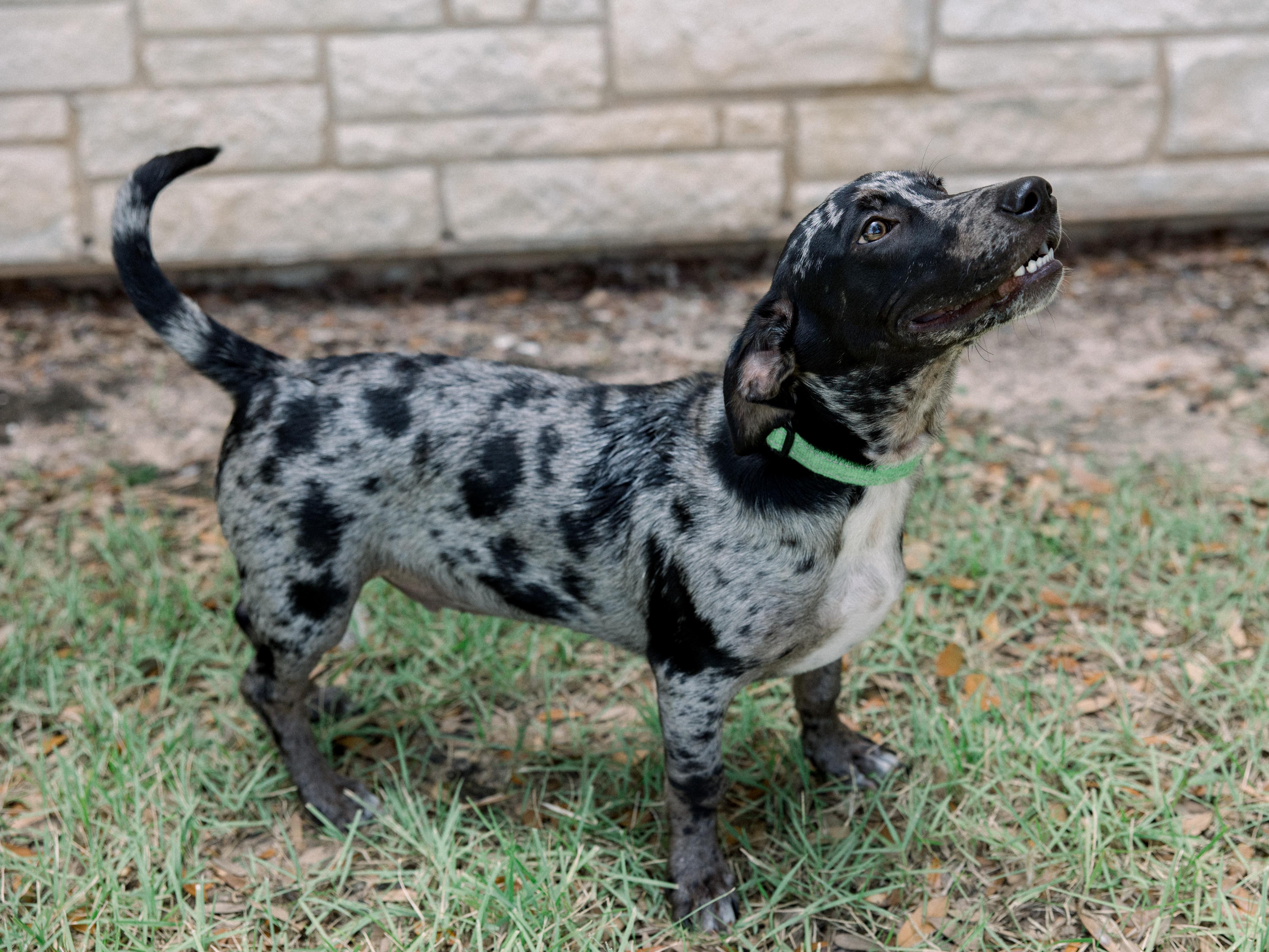 Ryder, adopted, Puppy Male Dachshund.