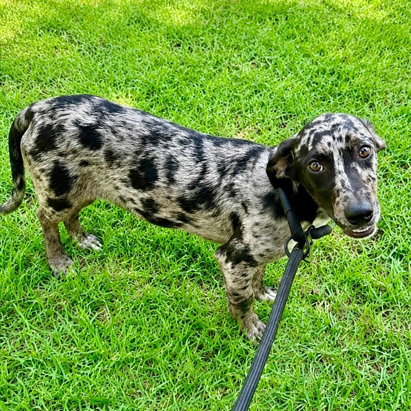 Ryder, ADOPTABLE, Puppy Male Dachshund.