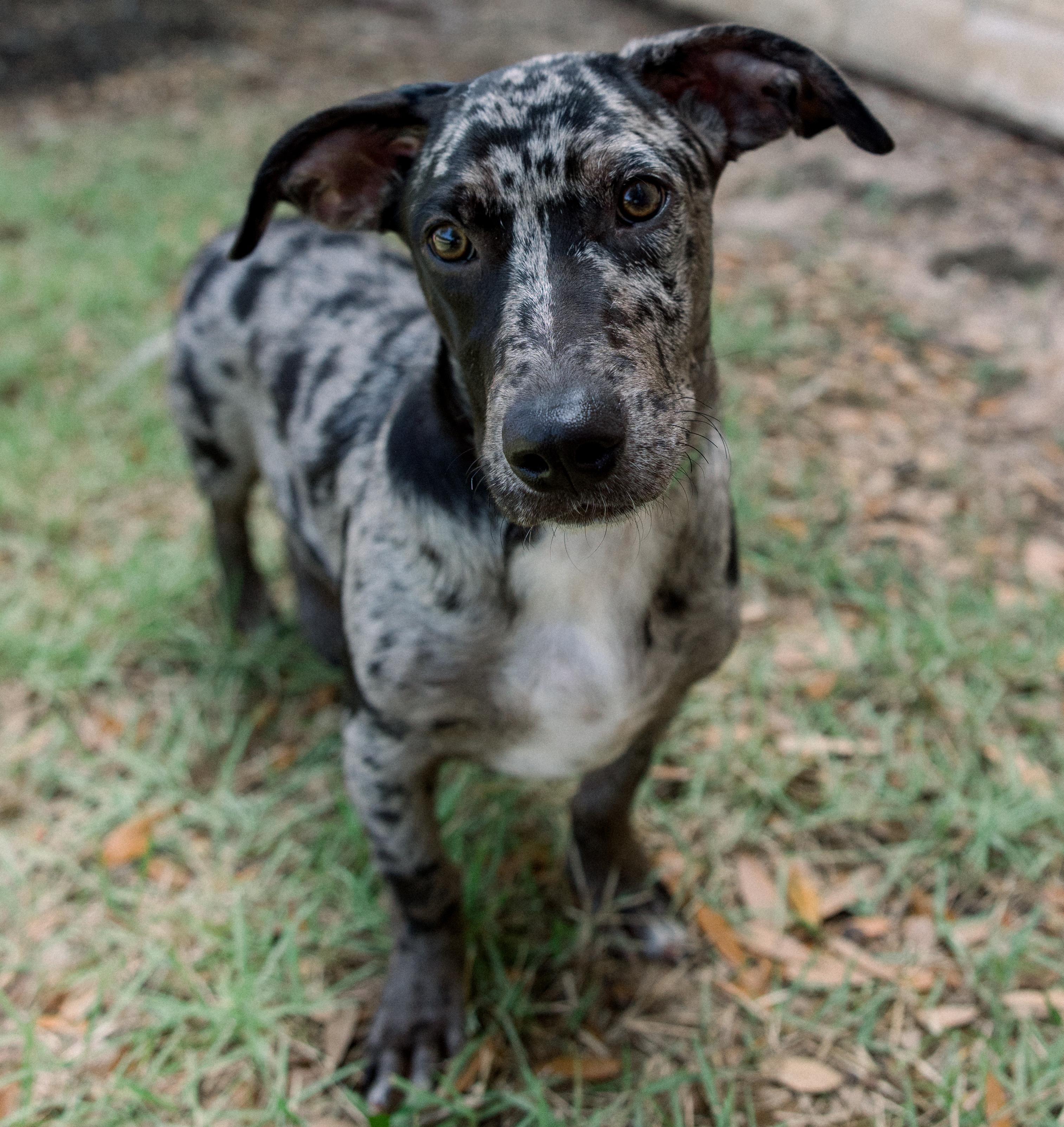 Ryder, an adopted mixed breed in Bryan, TX image 4/4