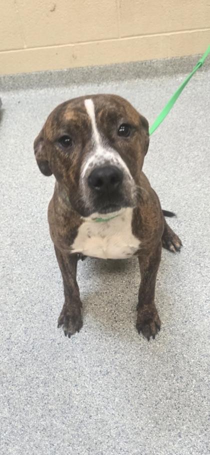 Blaze, Adoptable, Adult Male Mixed Breed & Mixed Breed.