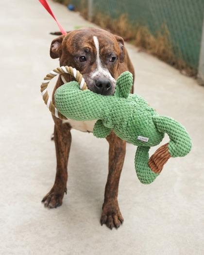 Blaze, Adoptable, Adult Male Mixed Breed & Mixed Breed.