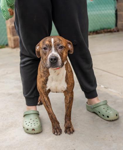 Blaze, a Adoptable Mixed Breed in Reidsville, NC image 2/2