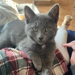 Enlarge Tinsel, a ADOPTABLE Russian Blue in Annapolis, MD image 1/1