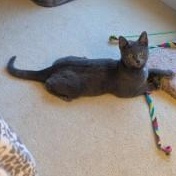 Enlarge Tinsel, an adopted Russian Blue in Annapolis, MD image 4/6