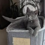 Tinsel, ADOPTABLE, Kitten Male Russian Blue.