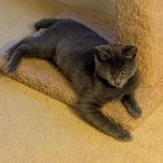 Enlarge Tinsel, an adopted Russian Blue in Annapolis, MD image 5/6