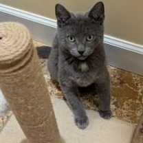 Enlarge Tinsel, an adopted Russian Blue in Annapolis, MD image 2/6