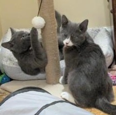 Enlarge Tinsel, an adopted Russian Blue in Annapolis, MD image 6/6