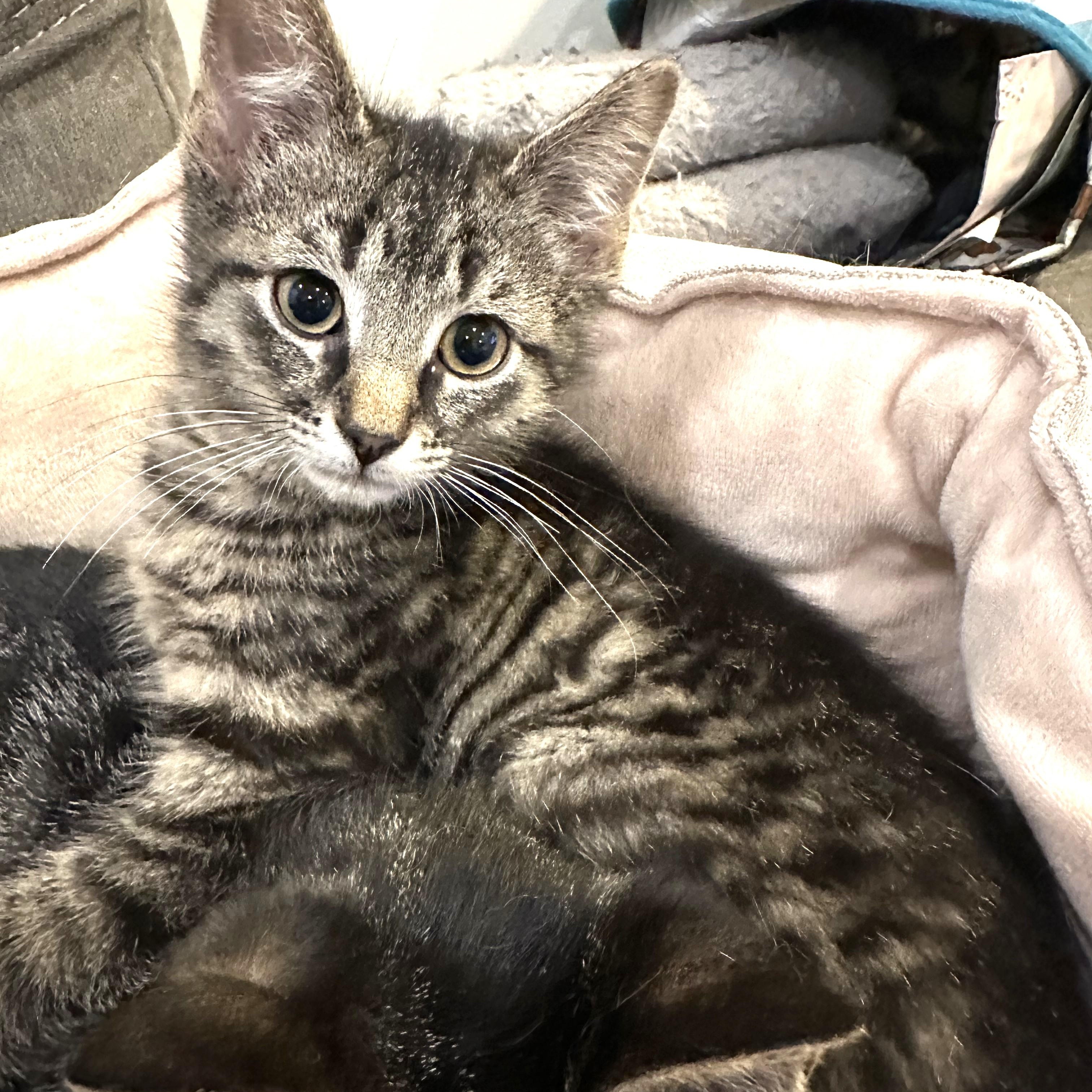 Enlarge Dan, a ADOPTABLE Domestic Short Hair in Chicago, IL image 1/2