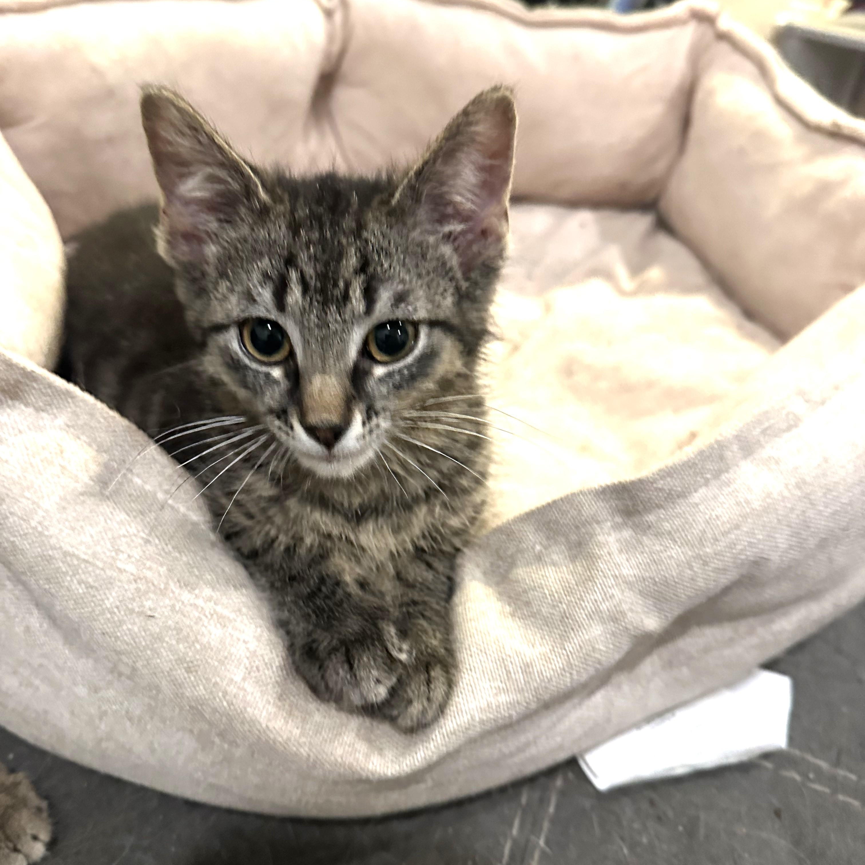 Enlarge Dan, a ADOPTABLE Domestic Short Hair in Chicago, IL image 2/2