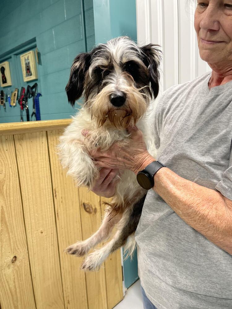 Shadow, a Adopted Terrier in Chattanooga, TN image 1/3