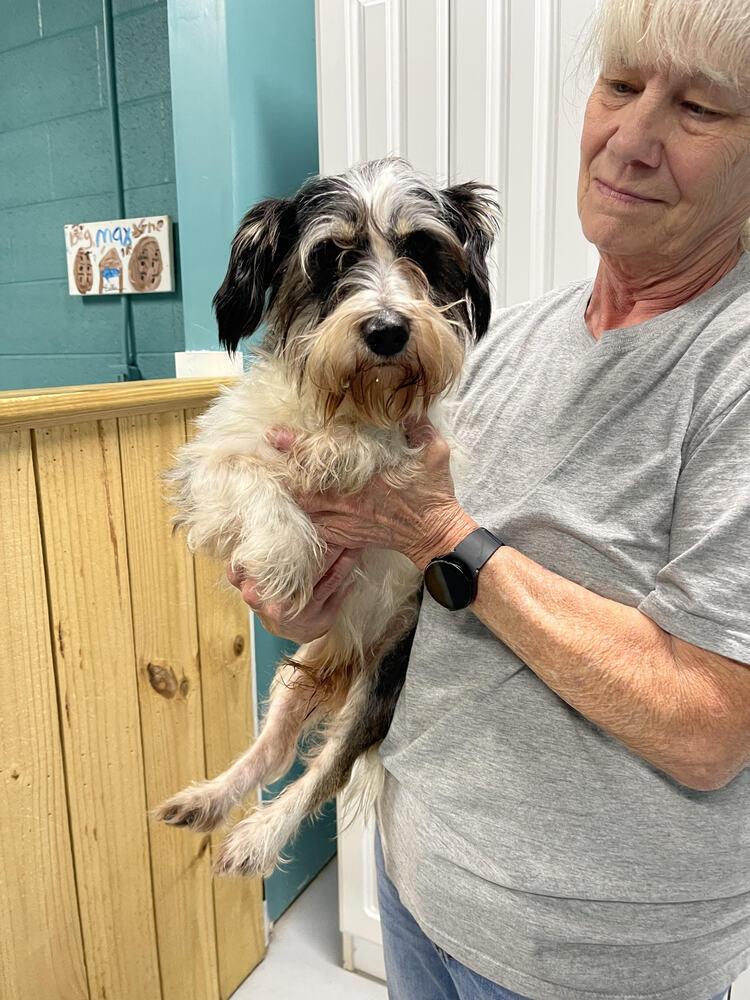 Shadow, a Adopted Terrier in Chattanooga, TN image 2/3